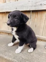 SARA, a female Australian Shepherd for sale in Holden, MO – 4 of 5