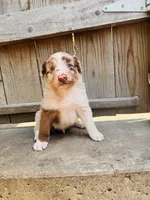 Travis, a male Australian Shepherd for sale in Holden, MO – 5 of 7