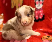 FABIAN, a male Australian Shepherd for sale in Holden, MO – Photo 1 of 2