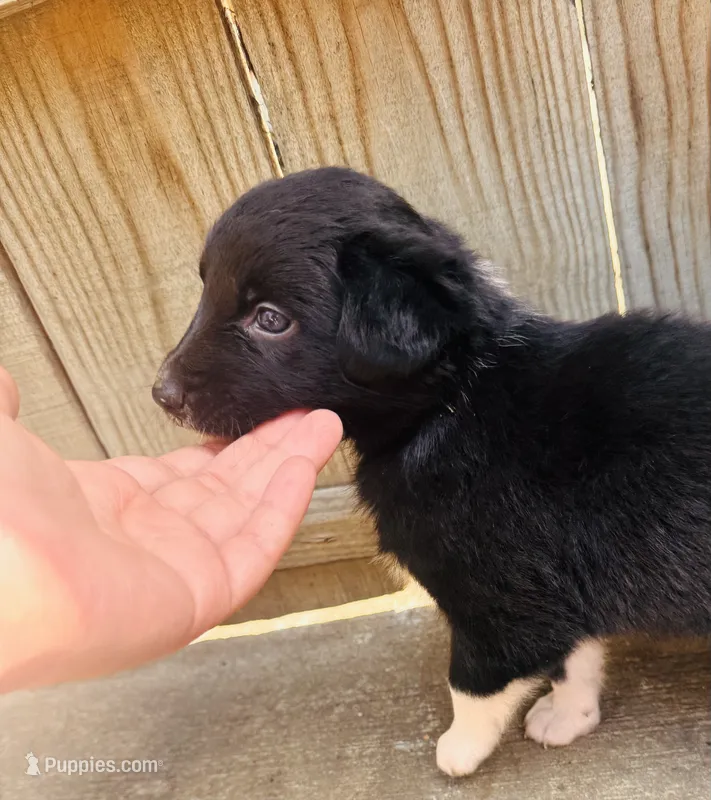 Sara – Australian Shepherd puppy for sale in Holden, MO