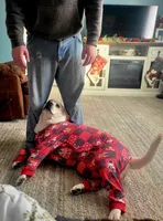 Sierra, a female Labrador Retriever for sale in Amboy, IN – Photo 2 of 4