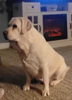 Sierra, a female Labrador Retriever for sale in Amboy, IN – Photo 4 of 4