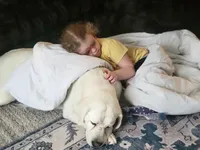 Sierra, a female Labrador Retriever for sale in Amboy, IN – Photo 3 of 4