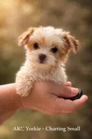 Nate, a male Yorkshire Terrier for sale in Sumter, SC – Photo 2 of 3