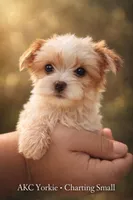 Nate, a male Yorkshire Terrier for sale in Sumter, SC – Photo 3 of 3