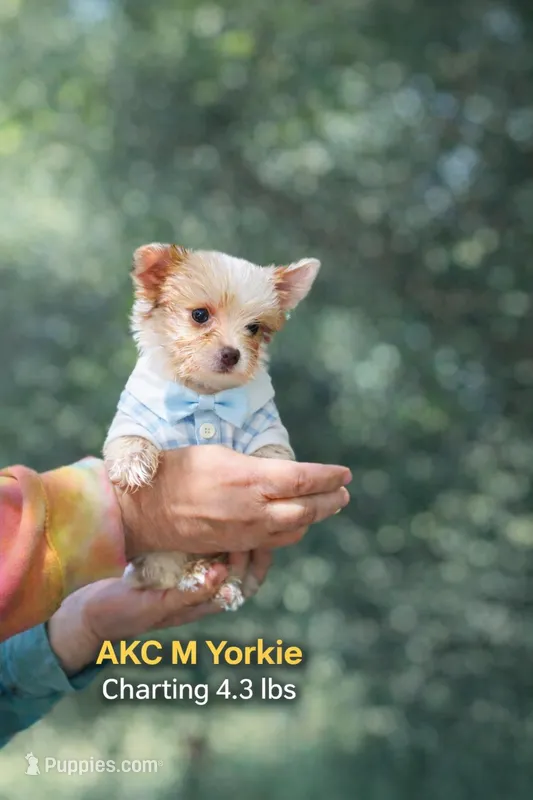 Nate – Yorkshire Terrier puppy for sale in Sumter, SC