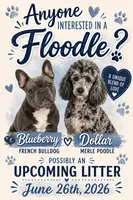 Floodle , a  French Bulldog and Poodle - Miniature  for sale in Sumter, SC – 2 of 2