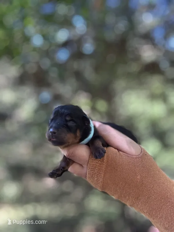 Turner  – Rottweiler puppy for sale in Sumter, SC
