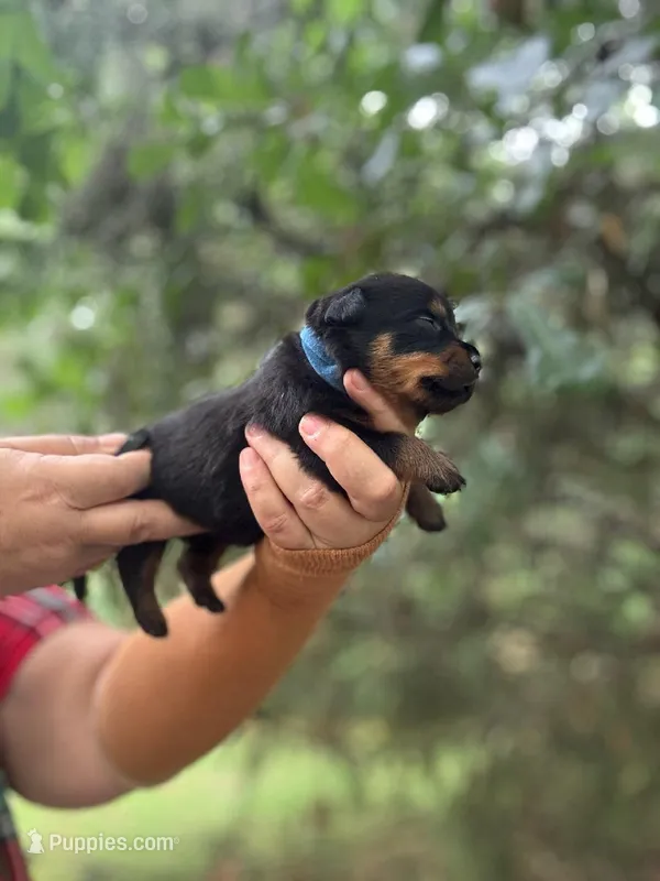 Sir Nate  – Rottweiler puppy for sale in Sumter, SC