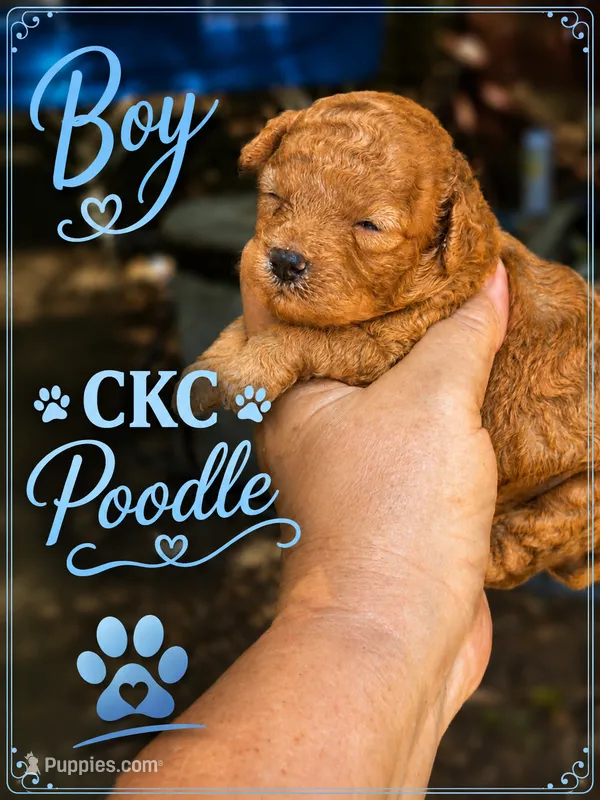 Boozee  – Poodle - Toy  puppy for sale in Sumter, SC