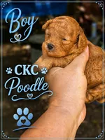 Boozee , a male Poodle - Toy  for sale in Sumter, SC – 2 of 2
