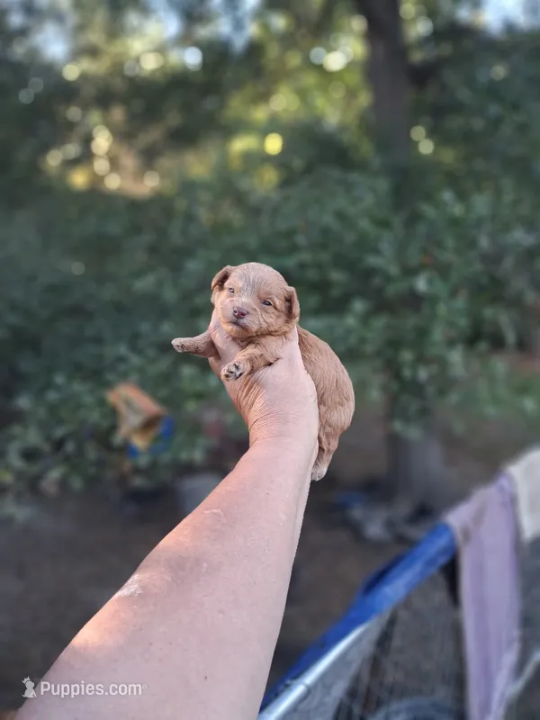 Marvin – Yorkipoo puppy for sale in Sumter, SC
