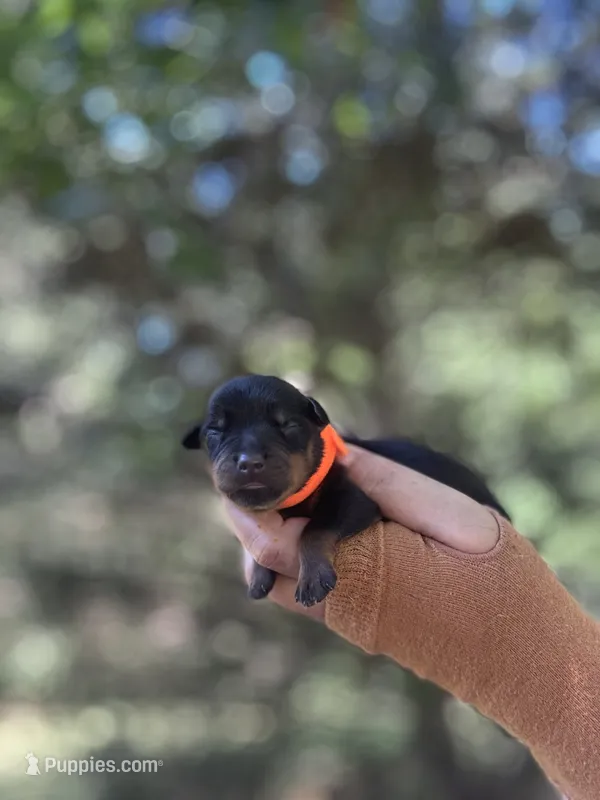 Sly – Rottweiler puppy for sale in Sumter, SC