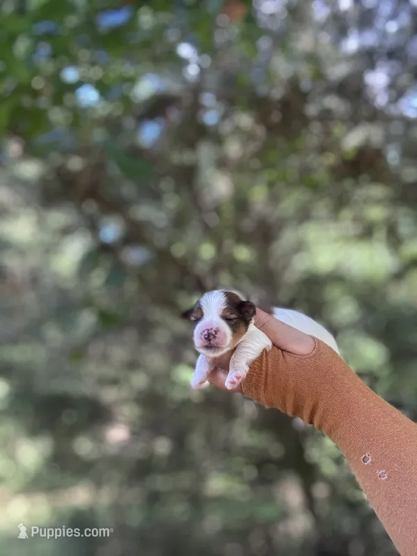 Victor ckc  – Yorkshire Terrier puppy for sale in Sumter, SC