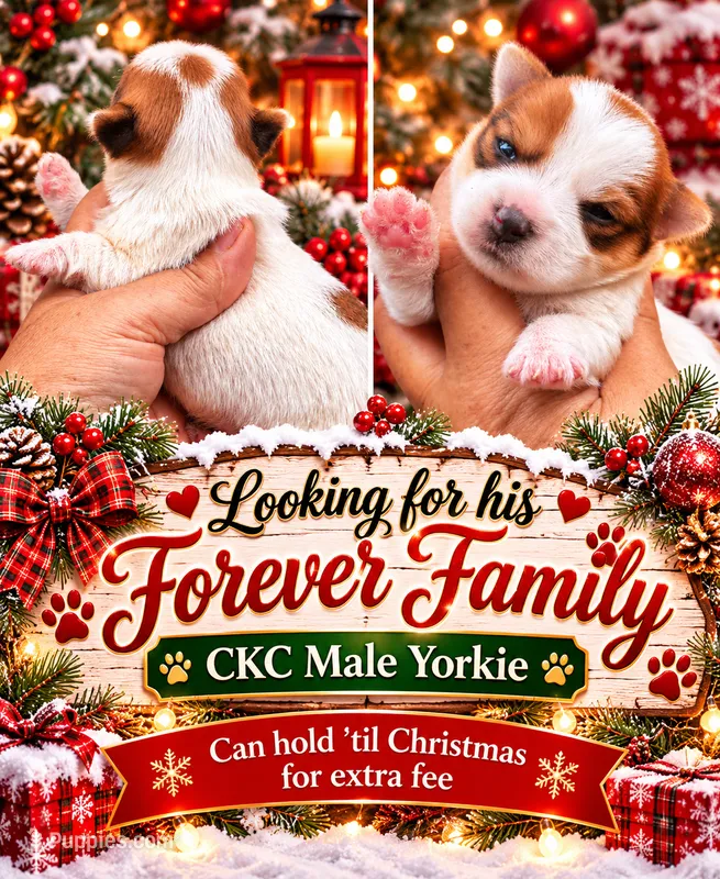 Murphy  – Yorkshire Terrier puppy for sale in Sumter, SC