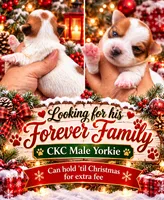 Murphy , a male Yorkshire Terrier for sale in Sumter, SC – 1 of 1