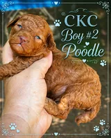 Red rover , a male Poodle - Toy  for sale in Sumter, SC – 2 of 2