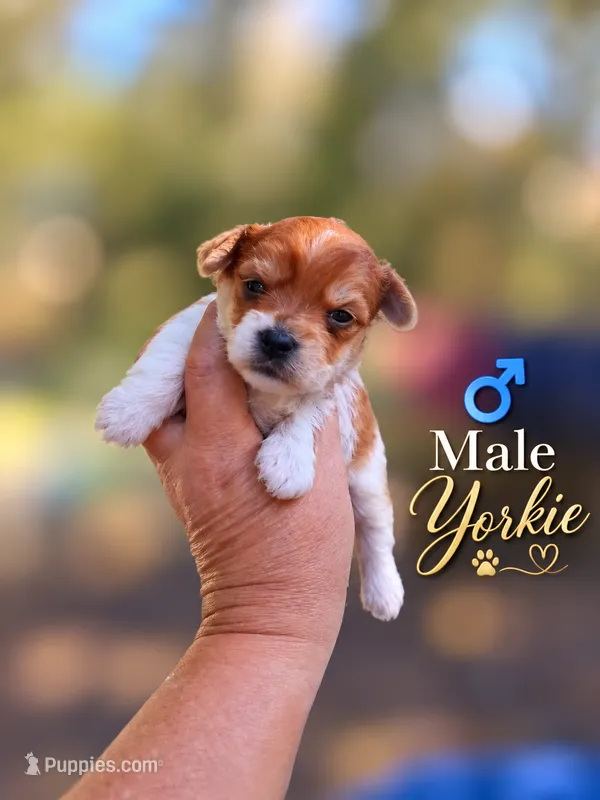 Bailey  – Yorkshire Terrier puppy for sale in Sumter, SC