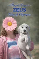 Zeus A K C , a male Great Dane for sale in Sumter, SC – Photo 2 of 2