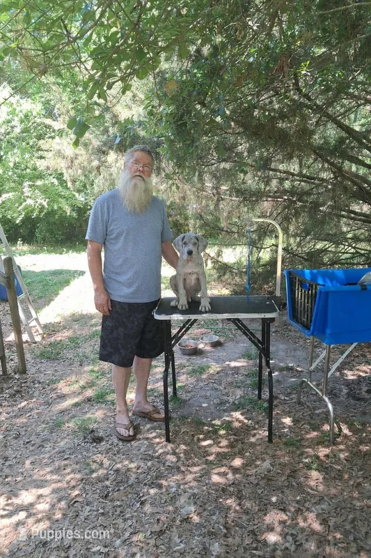 Zeus A K C  – Great Dane puppy for sale in Sumter, SC