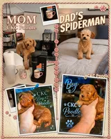 Red rover , a male Poodle - Toy  for sale in Sumter, SC – 1 of 2