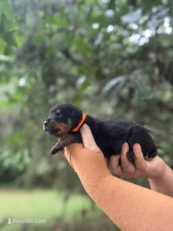 George  – Rottweiler puppy for sale in Sumter, SC