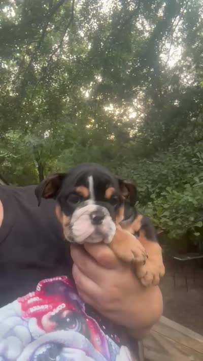 Buttercup baby girl , a male English Bulldog for sale in Sumter, SC – 2 of 2