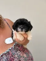 Karma , a female Shih Tzu and Yorkshire Terrier for sale in Sumter, SC – 2 of 3