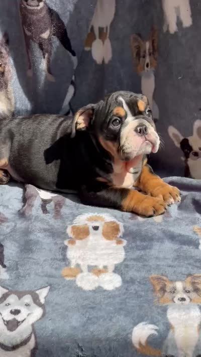 Greta , a female English Bulldog for sale in Sumter, SC – 3 of 3