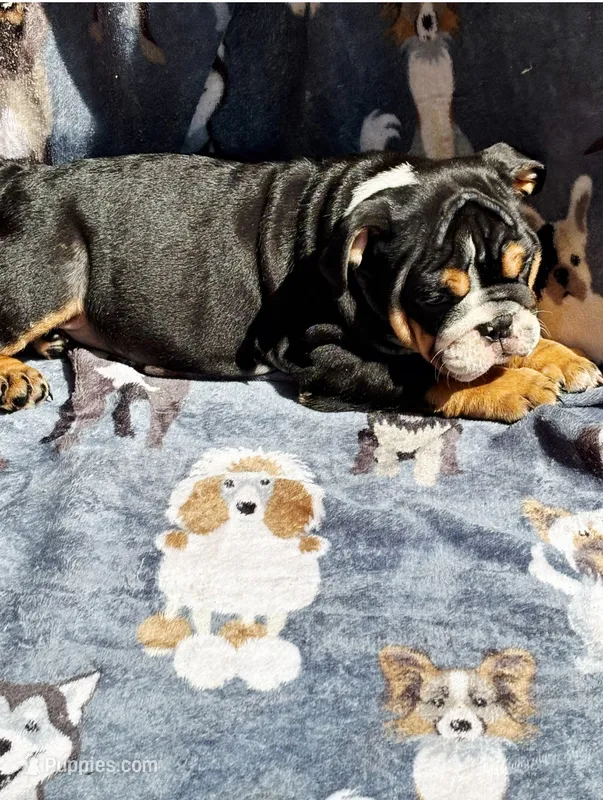 Greta  – English Bulldog puppy for sale in Sumter, SC