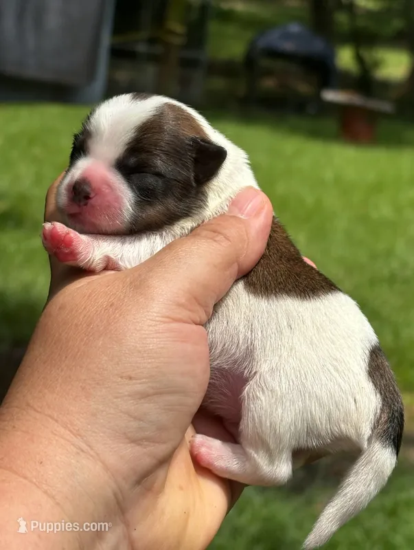 Trula  – Shih Tzu, Yorkshire Terrier puppy for sale in Sumter, SC