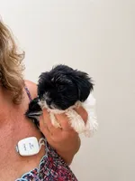 Karma , a female Shih Tzu and Yorkshire Terrier for sale in Sumter, SC – 3 of 3