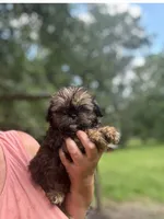 Lane , a male Shih Tzu for sale in Sumter, SC – 2 of 3
