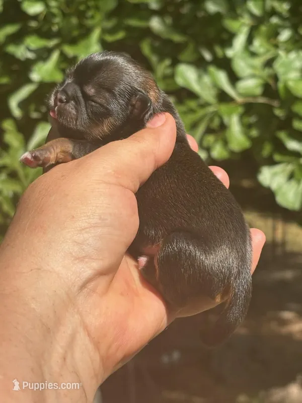 Fred – Shih Tzu puppy for sale in Sumter, SC