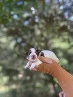 Victor ckc , a male Yorkshire Terrier for sale in Sumter, SC – 2 of 2