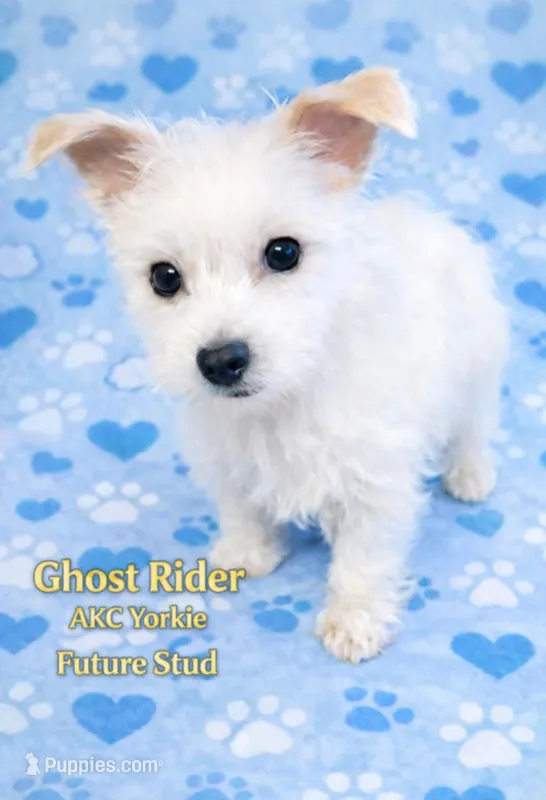 Ghost Rider  – Yorkshire Terrier puppy for sale in Sumter, SC