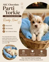 Jersey , a male Yorkshire Terrier for sale in Sumter, SC – 1 of 1