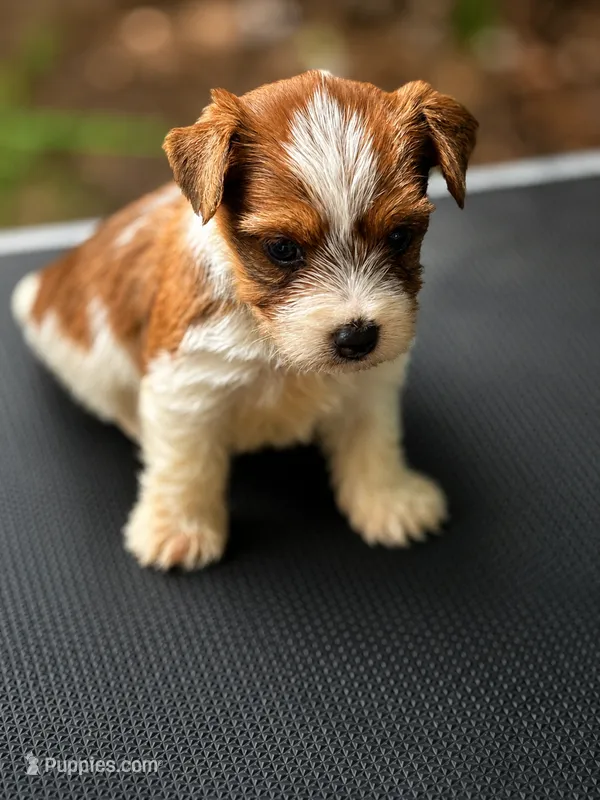 Kyle ckc  – Yorkshire Terrier puppy for sale in Sumter, SC