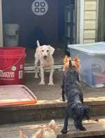 Comet & Raven , a female Poodle - Miniature  for sale in Sumter, SC – 1 of 2