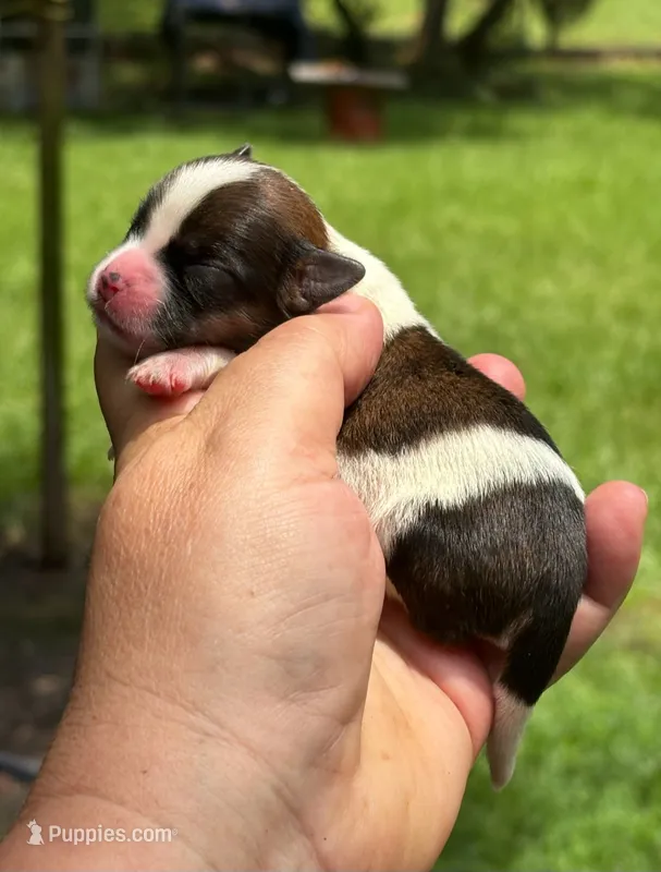 Lucy  – Shih Tzu, Yorkshire Terrier puppy for sale in Sumter, SC