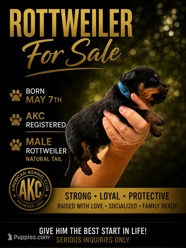 Sir Nate  – Rottweiler puppy for sale in Sumter, SC