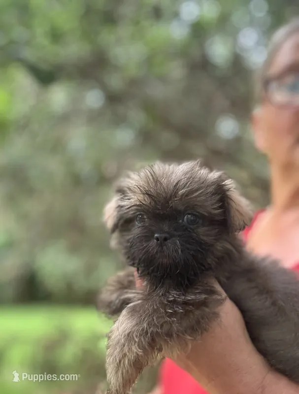 George  – Shih Tzu puppy for sale in Sumter, SC