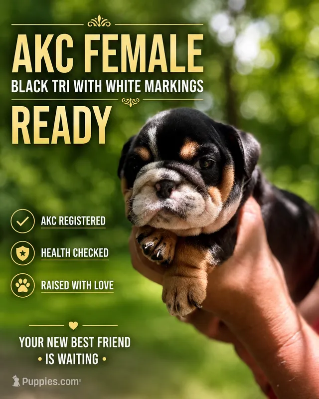 Buttercup baby girl  – English Bulldog puppy for sale in Sumter, SC