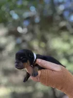 Leroy , a male Rottweiler for sale in Sumter, SC – 1 of 1