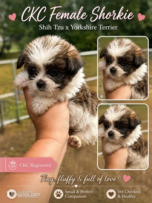 Gail – Shih Tzu, Yorkshire Terrier puppy for sale in Sumter, SC