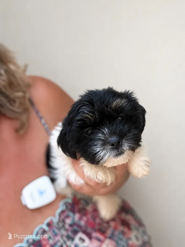 Karma  – Shih Tzu, Yorkshire Terrier puppy for sale in Sumter, SC