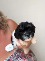 Karma , a female Shih Tzu and Yorkshire Terrier for sale in Sumter, SC – 1 of 3