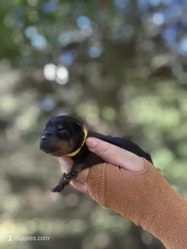 George  – Rottweiler puppy for sale in Sumter, SC