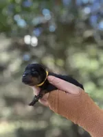 George , a male Rottweiler for sale in Sumter, SC – 1 of 1