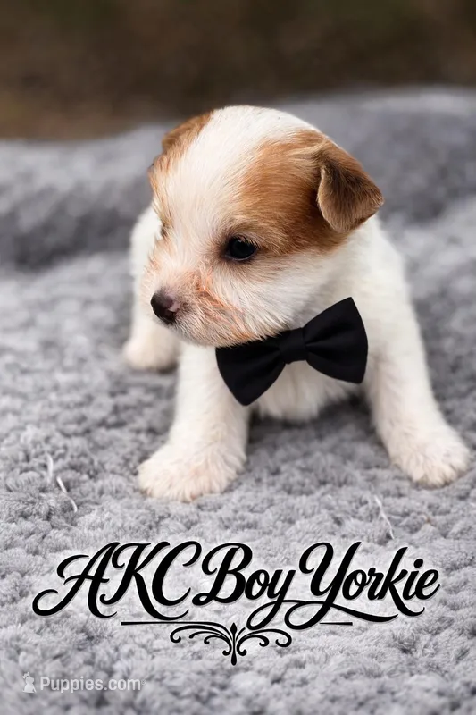 Tex, a male Yorkshire Terrier for sale in Sumter, SC – Photo 1 of 1